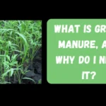 green manure