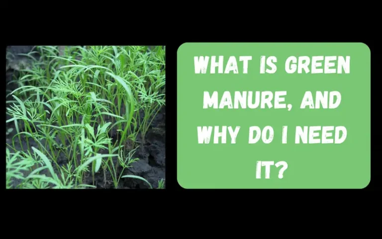 green manure