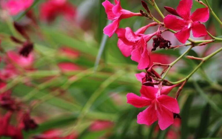 beautiful, evergreen flowering shrubs