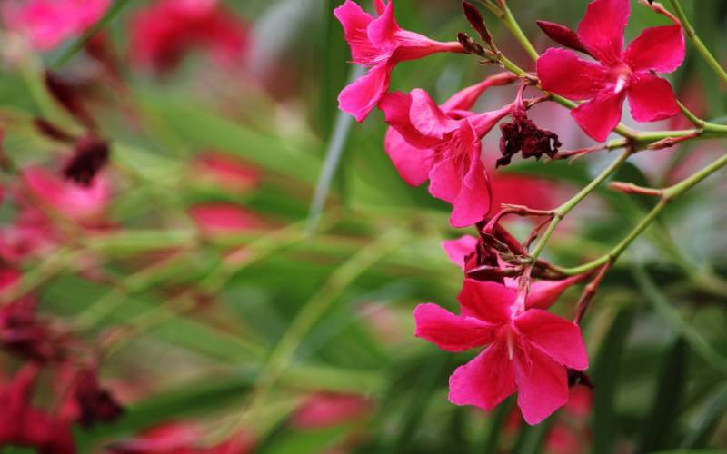 beautiful, evergreen flowering shrubs