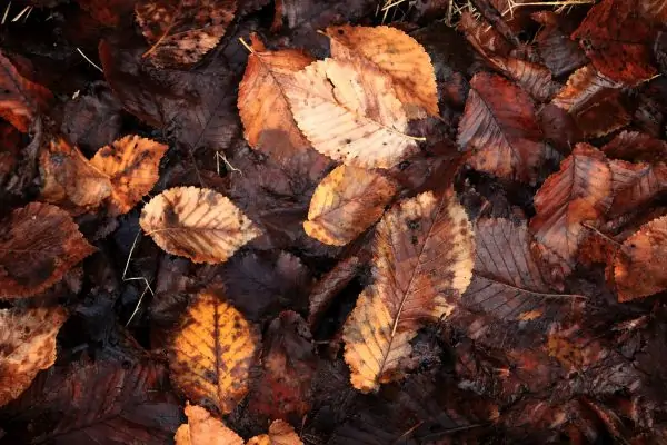 Leaf Mulch
