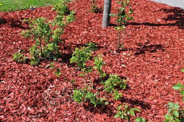 soil covered with leaves