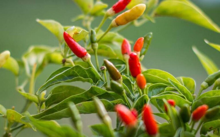 chili plants