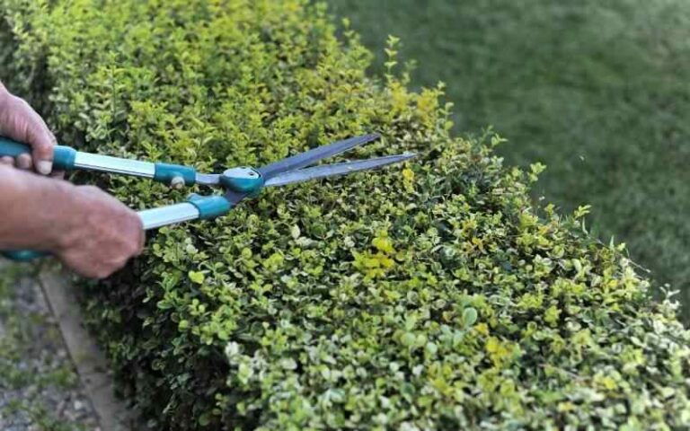 How To Choose the Right Hedging Plants
