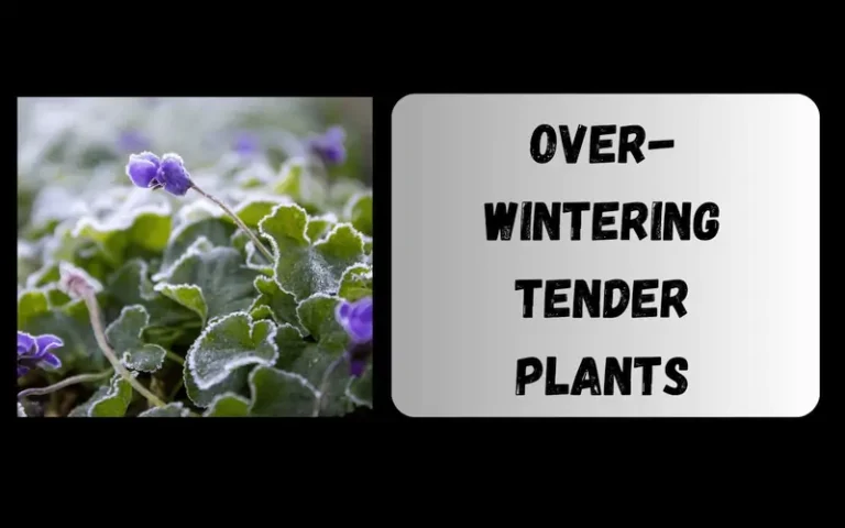 OverWintering Tender Plants