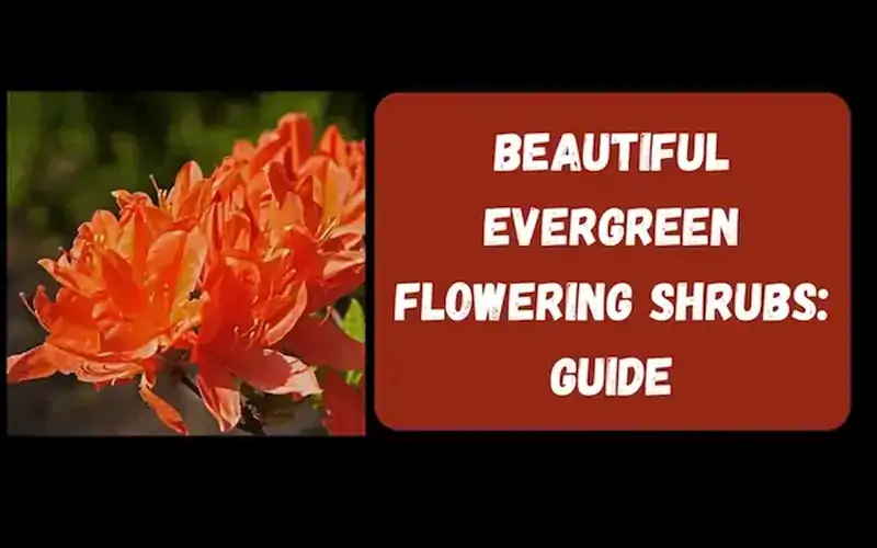 Beautiful Evergreen Flowering Shrubs: Guide To The Best Varieties ...