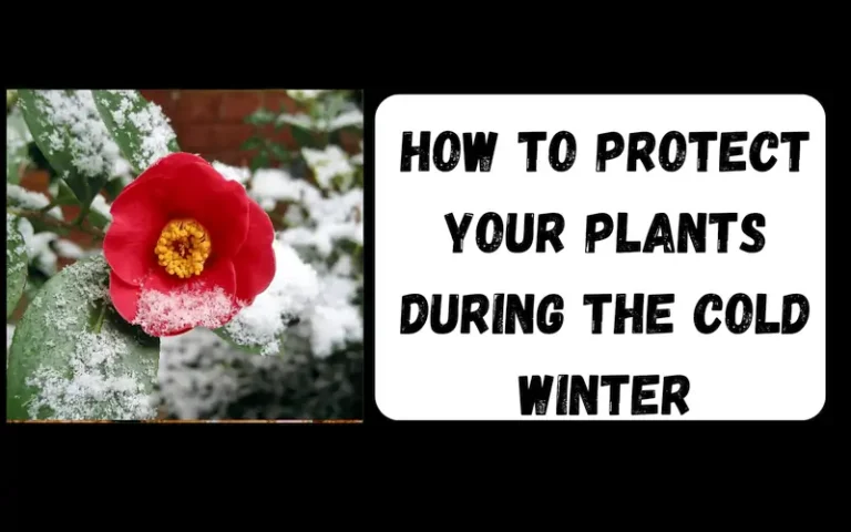 Protect Your Plants During The Cold Winter