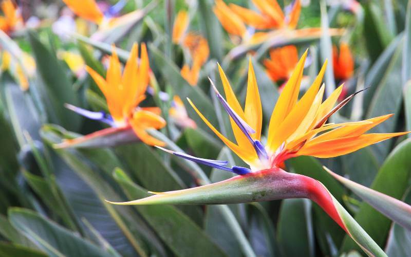 Bird of Paradise featured