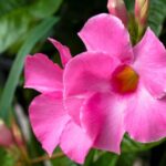Mandevilla Propagation: A Comprehensive Guide