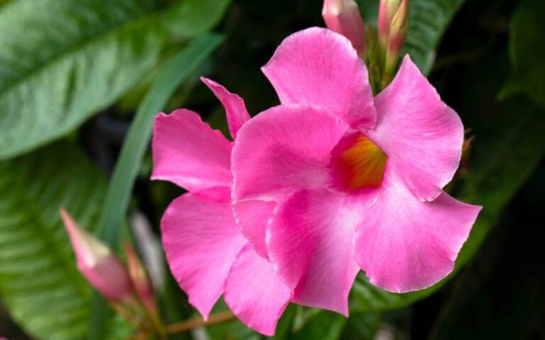 Mandevilla Propagation: A Comprehensive Guide
