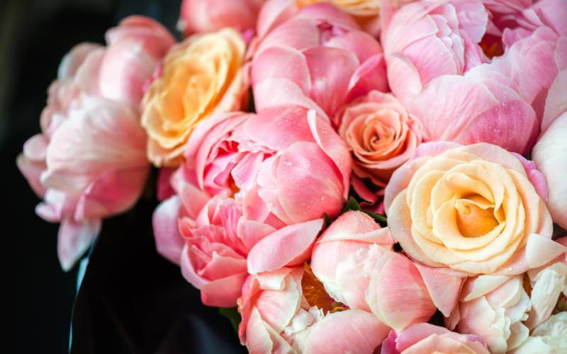 Peonies featured