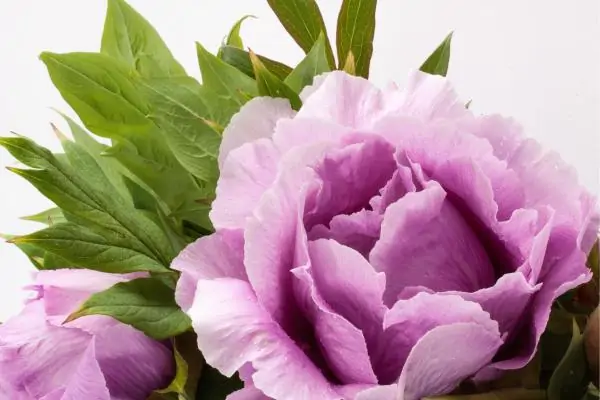 lilac peonies