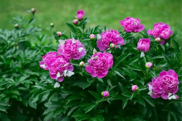 Peonies in the garden