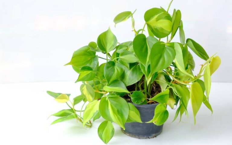 Propagating Philodendron: A Guide to Growing New Plants