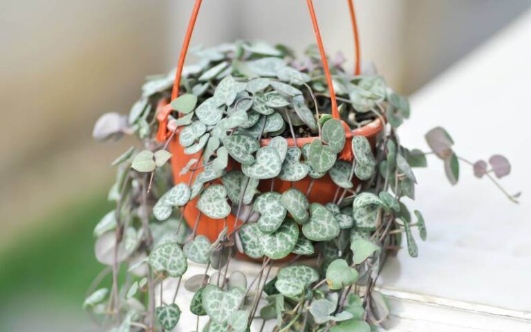 Propagate String of Hearts