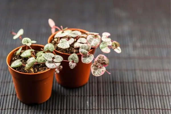String of Hearts in a flower jar on a reed base