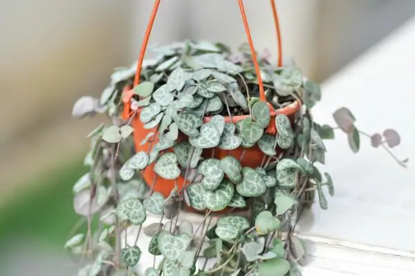 String of Hearts in a flower jar