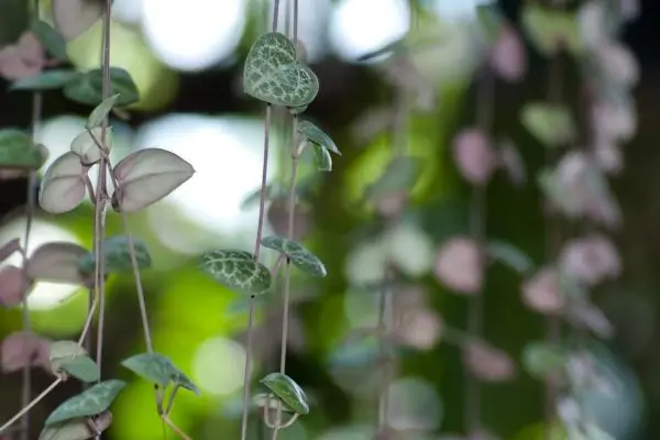 String of Hearts stems