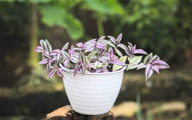 How to Propagate the Wandering Jew Plant: A Step-by-Step Guide