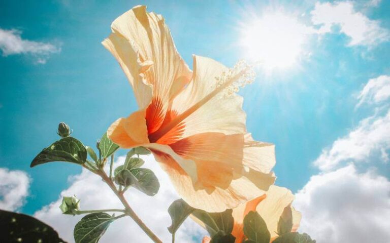 Propagating Hibiscus Techniques