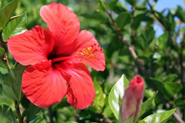 red hibiscus
