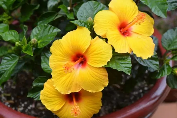 yellow hibiscus
