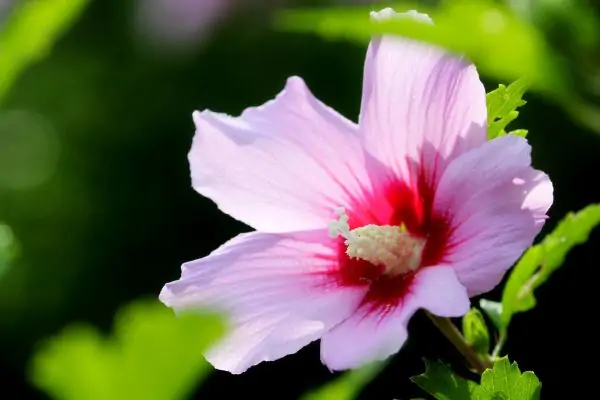 purple hibiscus