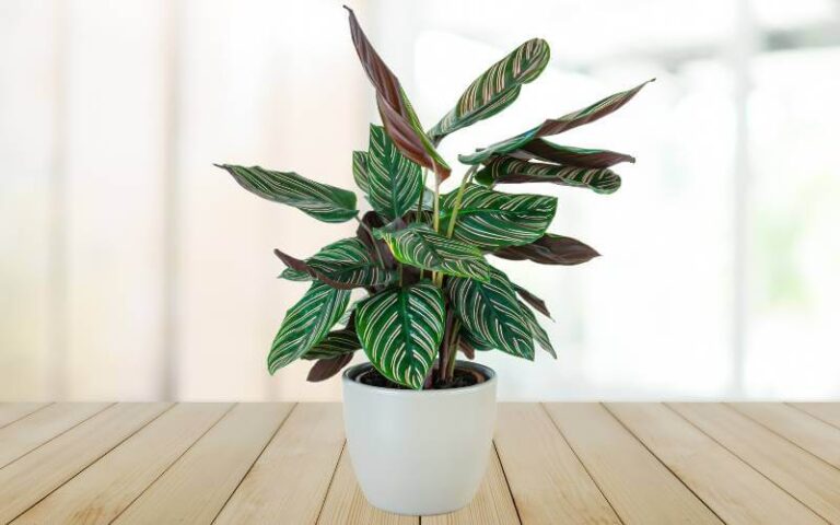 prayer plant on wooden floor