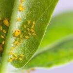 Environmentally Friendly Pest Control Products