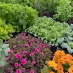 Popular Companion Planting Combinations