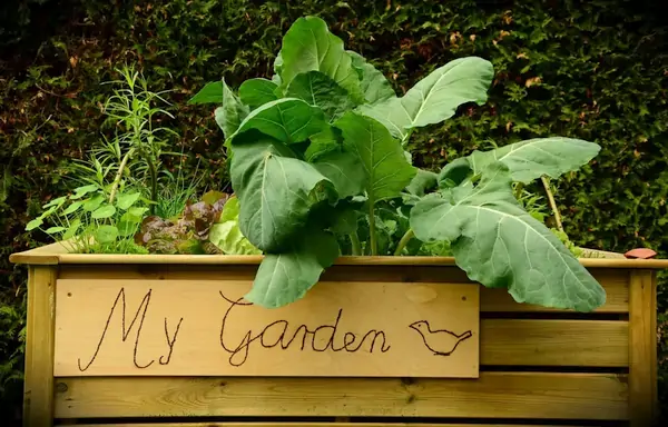 use raised beds to grow more in your garden