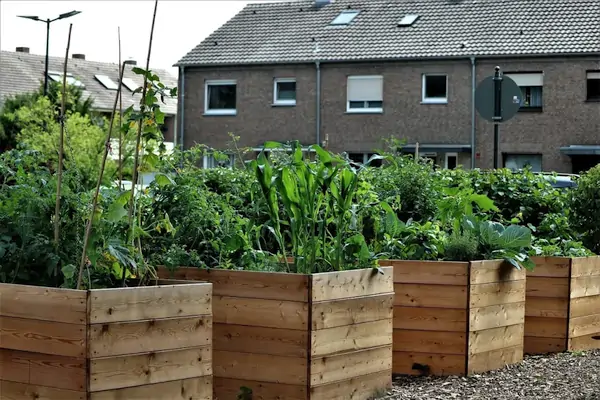 growing veg in raised beds