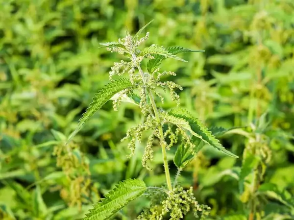 weeds can take over your organic vegetable garden