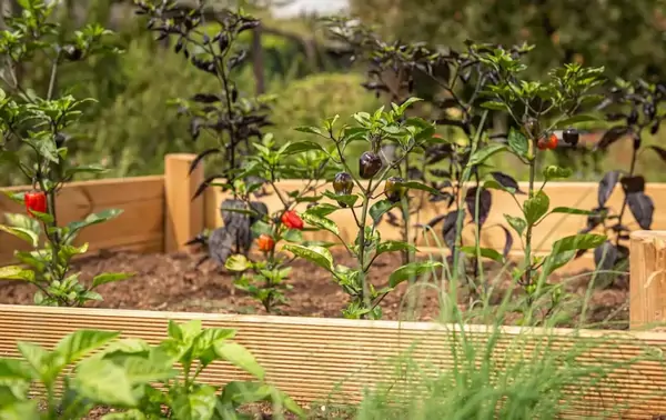 chili plants in raised beds