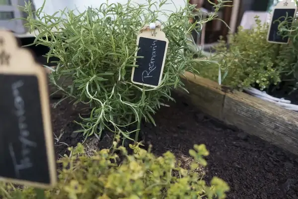 rosemary in raised beds